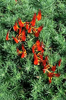 Pendulous: Lotus berthelotii - a pendulous cliff plant with