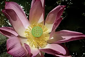 Nelumbo: Lotus flower