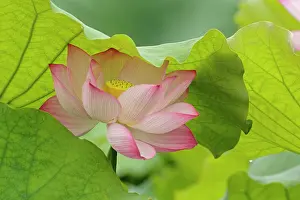Nelumbo: Lotus flower, Nelumbo nucifera, China