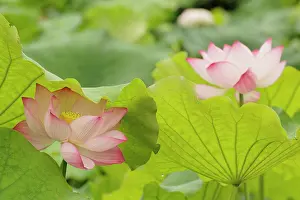 Nelumbo: Lotus flower, Nelumbo nucifera, China