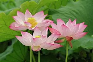 Nelumbo: Lotus flower, Nelumbo nucifera, China