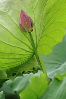 Nelumbo: Lotus flower, Nelumbo nucifera, China