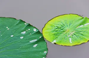 Lotus: Lotus leaf with dew in the pond in the Chinese