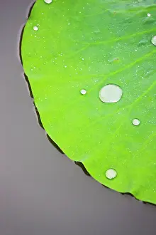 Lotus: Lotus leaf with dew in the pond in the Chinese