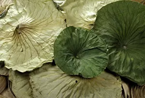 Exotics: Lotus Leaves - Exotics products for floral compositions