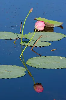 Nelumbo: Lotus Lily - bloom and leaves