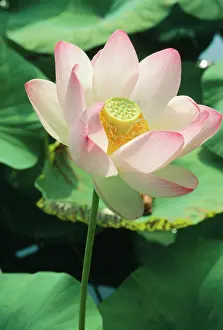 Wide: Lotus Lily - world-wide as exotic