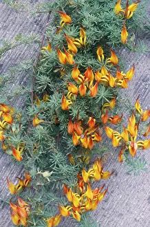 Maculatus: Lotus maculatus - Canary Islands flora