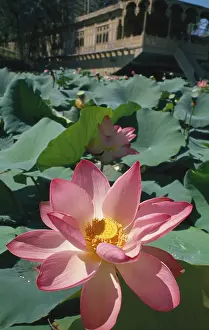 Minimal: Lotus