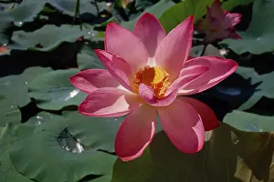 Nelumbo: Lotus
