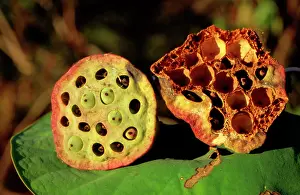 Nelumbo: Lotus (Nelumbo nucifera) seed head - seeds can
