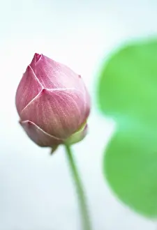 Nelumbo: Lotus