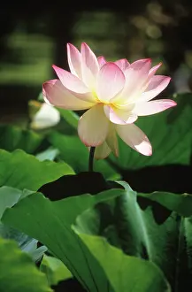 Nelumbo: Lotus