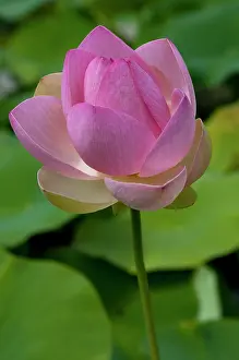 Nelumbo: Lotus