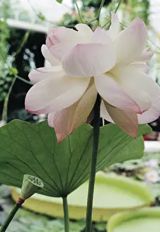 Nelumbo: Lotus
