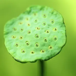 Unexplained: Lotus