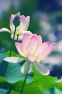 Nelumbo: Lotus