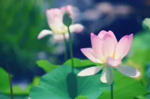 Nelumbo: Lotus