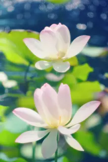 Nelumbo: Lotus