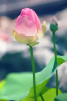 Nelumbo: Lotus