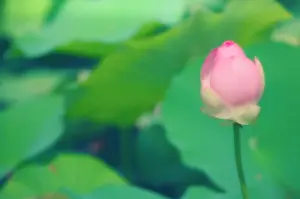 Nelumbo: Lotus