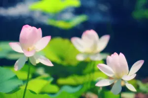 Nelumbo: Lotus