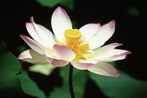 Nelumbo: Lotus