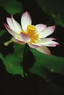 Aromatherapy: Lotus