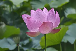 Aromatherapy: Lotus, Sacred lotus, Nelumbo nucifera, Close up