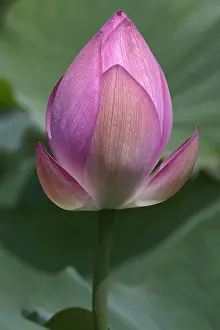 Aromatherapy: Lotus, Sacred lotus, Nelumbo nucifera, Close up