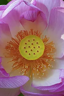 Aromatherapy: Lotus, Sacred lotus, Nelumbo nucifera, Close up