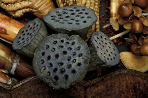 Exotics: Lotus Seeds - Exotics products for floral compositions