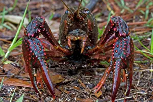 Cray: Louisiana Crayfish / Crawfish