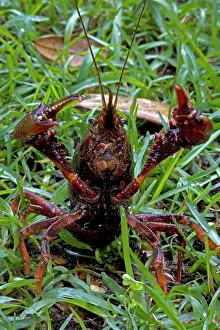Cray: Louisiana Crayfish / Crawfish