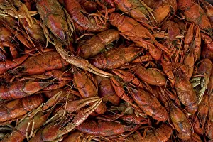 Crayfishes: Louisiana Crayfish / Crawfish - widely harvested for food