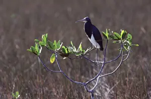 Shorebirds: Louisiana Heron