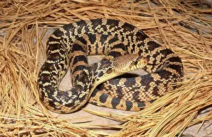 Nonvenomous: Louisiana Pine Snake