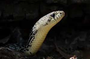 Pete: Louisiana Pine Snake (Pituophis ruthveni)