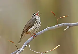 Seiurus: Louisiana Waterthrush