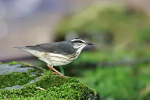 Seiurus: Louisiana Waterthrush