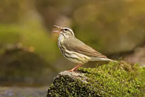 Seiurus: Louisiana Waterthrush