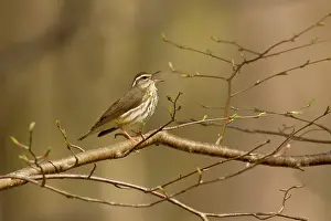 Seiurus: Louisiana Waterthrush