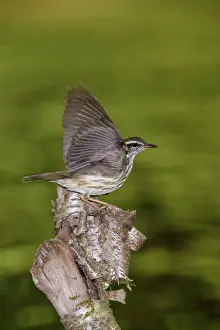 Seiurus: Louisiana Waterthrush
