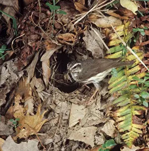 Parulidae: Louisiana Waterthrush