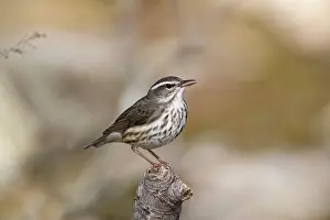 Seiurus: Louisiana Waterthrush Seiurus motacilla along small for
