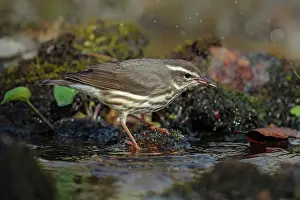 Seiurus: Louisiana Waterthrush Seiurus motacilla along small for