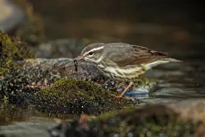 240517: Louisiana Waterthrush Seiurus motacilla along small for
