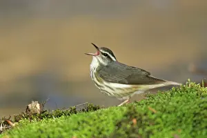 Seiurus: Louisiana Waterthrush - Singing