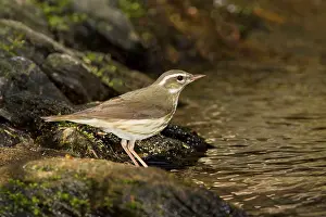 Seiurus: Louisiana Waterthrush - on territory