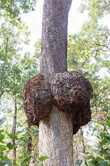 Arbre: Loupe ou Broussin ou Brogne